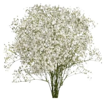 Fillers Flower P/Stem