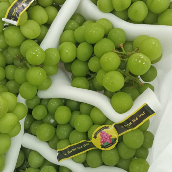 Imported Muscat Green Grapes