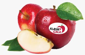 Apples Flash Gala P/kg