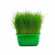 WHEATGRASS MICROGREENS