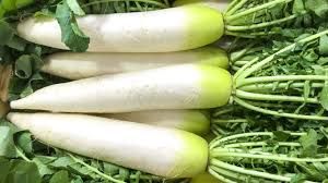 WHITE RADISH